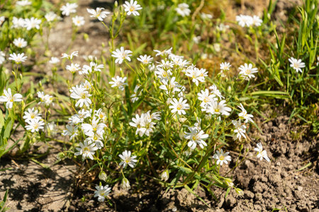 Saint Gallen, Switzerland, April 27, 2024 Stellaria Holostea plant at the botanical garden