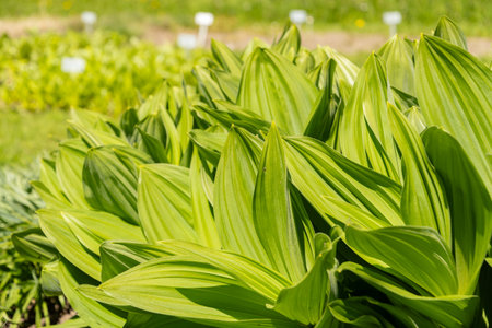 Saint Gallen, Switzerland, April 27, 2024 Veratrum Californicum or california corn lily plant at the botanical gardenの写真素材