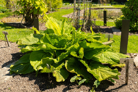 Saint Gallen, Switzerland, April 27, 2024 Lysichiton Camtschatcensis or asian skunk cabbage plant at the botanical gardenの写真素材