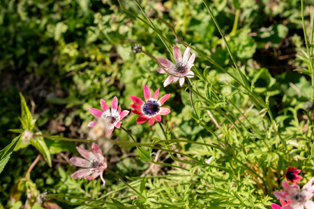 Saint Gallen, Switzerland, April 27, 2024 Anemone Pavoniana plant at the botanical garden