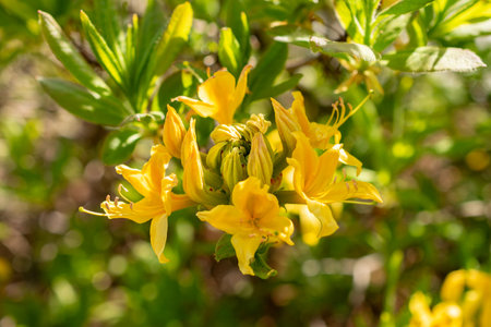 Saint Gallen, Switzerland, April 27, 2024 Rhododendron Luteum or yellow azalea plant at the...