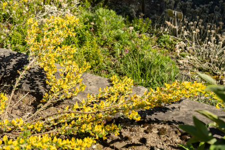 Saint Gallen, Switzerland, April 27, 2024 Chamaecytisus Hirsutus or hairy broom plant at the...