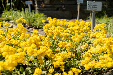 Saint Gallen, Switzerland, April 27, 2024 Alyssum Saxatile plant at the botanical garden
