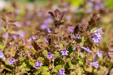 Saint Gallen, Switzerland, April 27, 2024 Glechoma Hederacea or glound ivy plant at the botanical gardenの写真素材