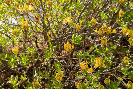 Saint Gallen, Switzerland, April 27, 2024 Rhododendron Luteum or yellow azalea plant at the botanical gardenの写真素材
