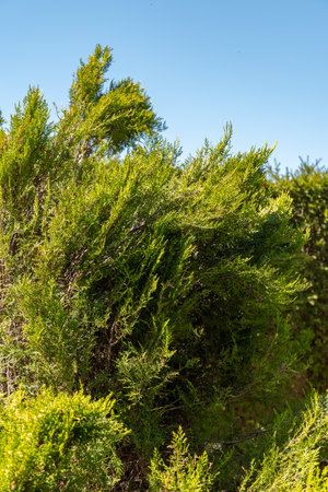 Saint Gallen, Switzerland, April 27, 2024 Platycladus Orientalis Sieboldii or chinese thuja plant at the botanical gardenの写真素材