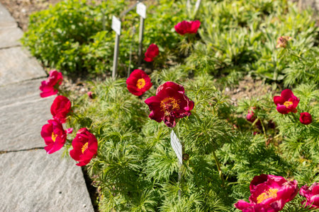 Saint Gallen, Switzerland, April 27, 2024 Paeonia Tenuifolia or steppe peony flower at the botanical gardenの写真素材