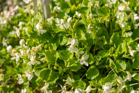 Saint Gallen, Switzerland, April 27, 2024 Viola Kunawarensis plant at the botanical gardenの写真素材