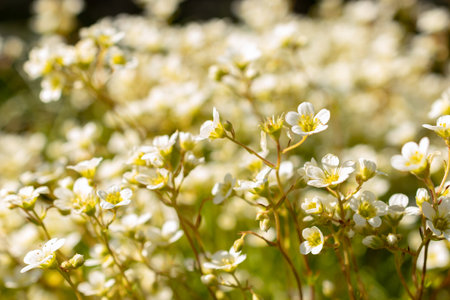 Saint Gallen, Switzerland, April 27, 2024 Saxifraga Tombeanensis plant at the botanical gardenの写真素材