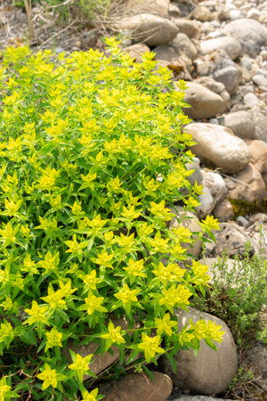 Zurich, Switzerland, May 1, 2024 Euphorbia Flavicoma plant at the botanical garden