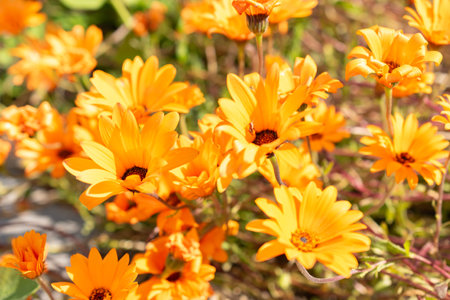 Zurich, Switzerland, May 1, 2024 Dimorphotheca Sinuata or glandular cape marigold plant at the...