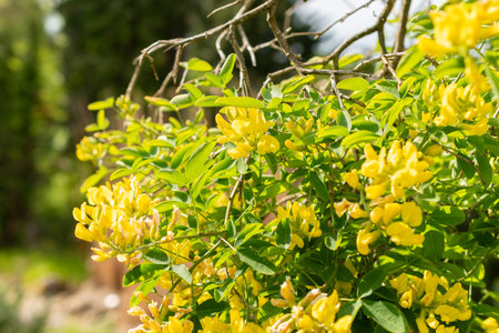 Zurich, Switzerland, May 1, 2024 Petteria Ramentacea or dalmatian laburnum plant at the botanical gardenの写真素材