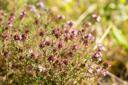 Zurich, Switzerland, May 1, 2024 Thymus Pallasianus plant at the botanical garden