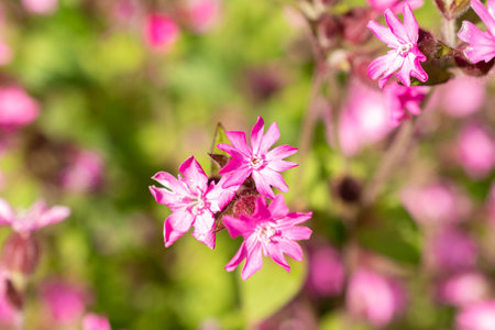 Zurich, Switzerland, May 1, 2024 Silene Dioica or red campion plant at the botanical gardenの写真素材