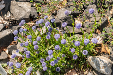 Zurich, Switzerland, May 1, 2024 Globularia Bisnagarica or common ball flower at the botanical gardenの写真素材