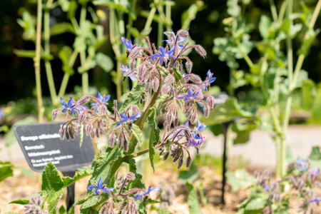 Zurich, Switzerland, May 1, 2024 Borago Officinalis or starflower at the botanical garden
