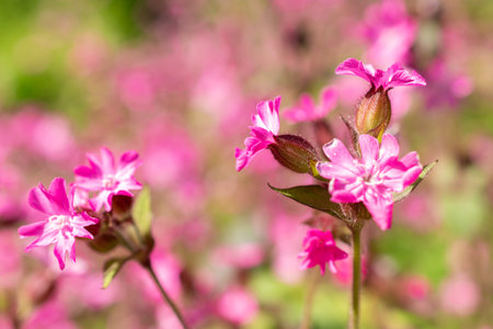 Zurich, Switzerland, May 1, 2024 Silene Dioica or red campion plant at the botanical gardenの写真素材