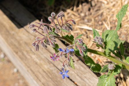 Zurich, Switzerland, May 1, 2024 Borago Officinalis or starflower at the botanical gardenの写真素材