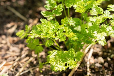 Zurich, Switzerland, May 1, 2024 Anthriscus Cerefolium or chervil plant at the botanical garden