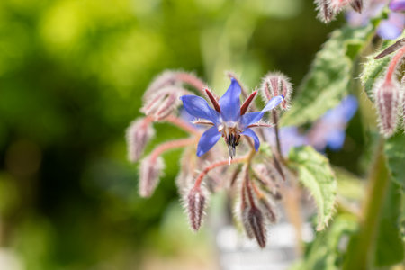 Zurich, Switzerland, May 1, 2024 Borago Officinalis or starflower at the botanical gardenの写真素材