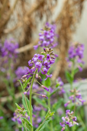 Saint Gallen, Switzerland, March 24, 2024 Hesperis Bicuspidata flowers at the botanical gardenの写真素材