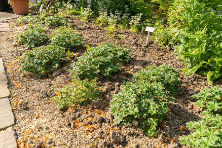 Zurich, Switzerland, May 1, 2024 Alchemilla Alpina or alpine ladys mantle plant at the botanical...