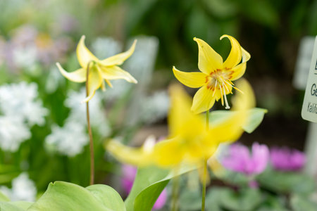 Saint Gallen, Switzerland, March 24, 2024 Erythronium Tuolumnense or tuolumne fawn lily flowers at the botanical gardenの写真素材