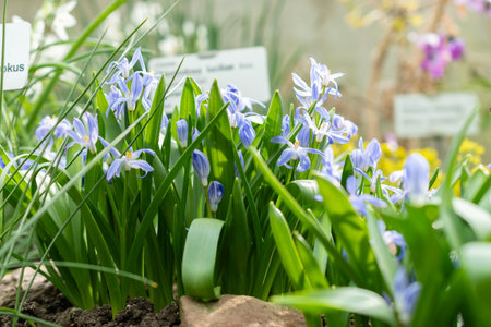 Saint Gallen, Switzerland, March 24, 2024 Chionodoxa Luciliae or luciles glory of the snow plant at the botanical gardenの写真素材