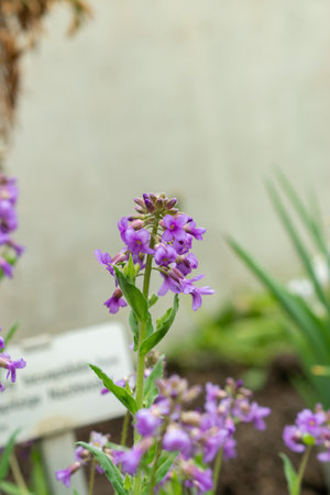 Saint Gallen, Switzerland, March 24, 2024 Hesperis Bicuspidata flowers at the botanical gardenの写真素材