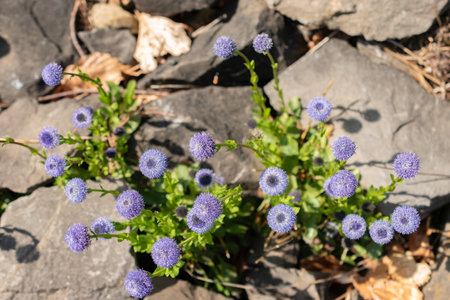 Zurich, Switzerland, May 1, 2024 Globularia Bisnagarica or common ball flower at the botanical gardenの写真素材