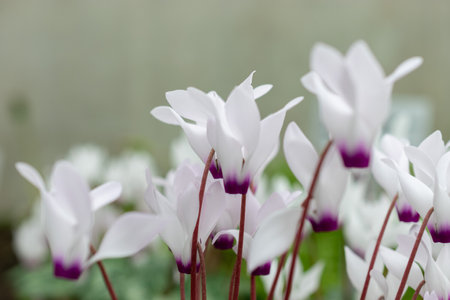Saint Gallen, Switzerland, March 24, 2024 Cyclamen Persicum or persian cyclamen flowers at the botanical gardenの写真素材