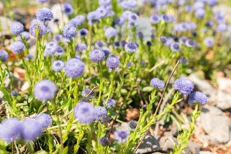 Zurich, Switzerland, May 1, 2024 Globularia Bisnagarica or common ball flower at the botanical gardenの写真素材