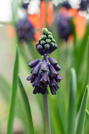 Saint Gallen, Switzerland, March 24, 2024 Bellevalia Atroviolacea flowers at the botanical gardenの写真素材