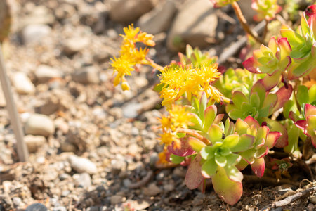 Zurich, Switzerland, May 1, 2024 Sedum Palmeri plant at the botanical garden