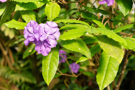 Saint Gallen, Switzerland, March 24, 2024 Brunfelsia Pauciflora plant at the botanical garden