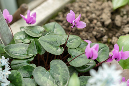 Saint Gallen, Switzerland, March 24, 2024 Cyclamen Pseudibericum plant at the botanical gardenの写真素材