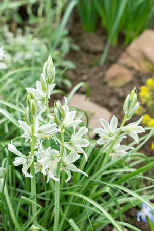 Saint Gallen, Switzerland, March 24, 2024 Ornithogalum Nutans or drooping star of Bethlehem flowers at the botanical gardenの写真素材
