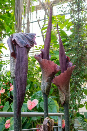 Saint Gallen, Switzerland, March 24, 2024 Amorphophallus Rivieri or konjac plant at the botanical gardenの写真素材