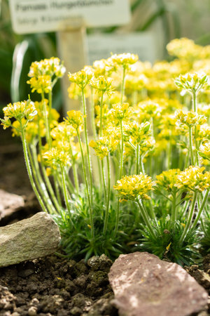 Saint Gallen, Switzerland, March 24, 2024 Draba Parnassica flowers at the botanical garden