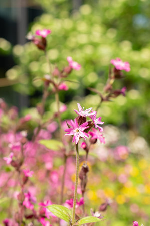 Zurich, Switzerland, May 1, 2024 Silene Dioica or red campion plant at the botanical gardenの写真素材