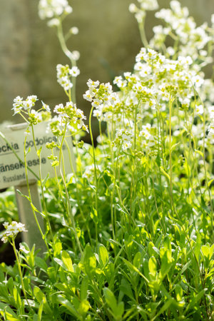 Saint Gallen, Switzerland, March 24, 2024 Schivereckia Podolica flowers at the botanical gardenの写真素材