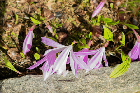 Saint Gallen, Switzerland, March 24, 2024 Pleione Formosana or Taiwan pleione flowers at the botanical gardenの写真素材