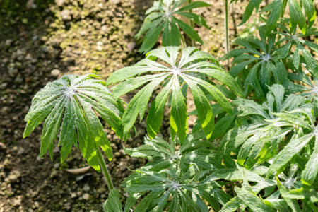 Saint Gallen, Switzerland, March 24, 2024 Syneilesis Palmata or palmate umbrella plant at the botanical gardenの写真素材