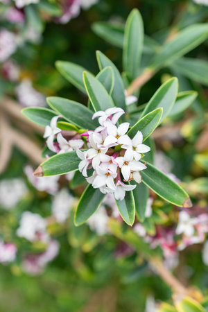 Saint Gallen, Switzerland, March 24, 2024 Daphne Tangutica plant at the botanical gardenの写真素材
