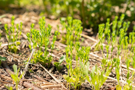 Zurich, Switzerland, May 1, 2024 Linum Usitatissimum or common flax plant at the botanical garden