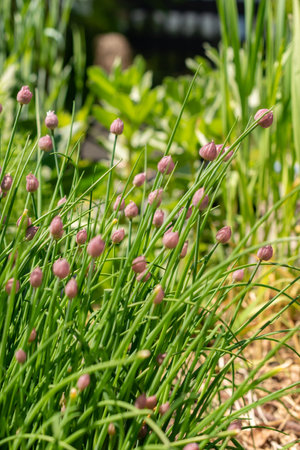 Zurich, Switzerland, May 1, 2024 Allium Schoenoprasum or chiver plant at the botanical garden