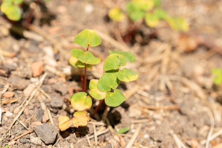 Zurich, Switzerland, May 1, 2024 Fagopyrum Esculentum or common buckwheat plant at the botanical gardenの写真素材