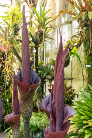 Saint Gallen, Switzerland, March 24, 2024 Amorphophallus Rivieri or konjac plant at the botanical gardenの写真素材
