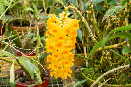 Saint Gallen, Switzerland, March 24, 2024 Dendrobium Densiflorum plant at the botanical gardenの写真素材