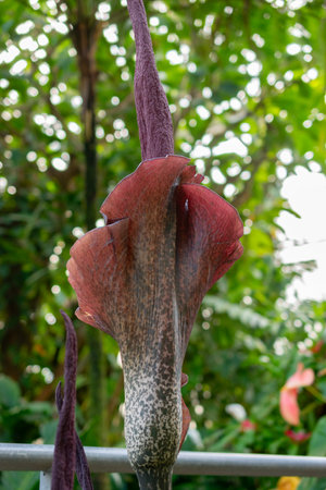 Saint Gallen, Switzerland, March 24, 2024 Amorphophallus Rivieri or konjac plant at the botanical gardenの写真素材